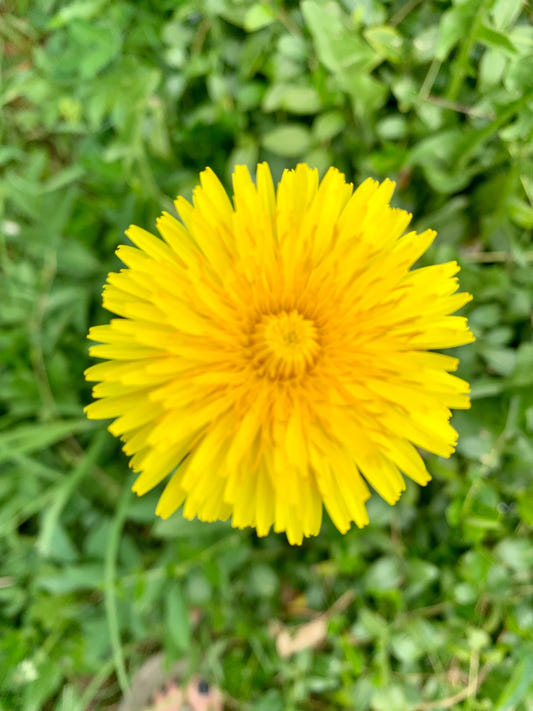 The Dandelion - The Vest