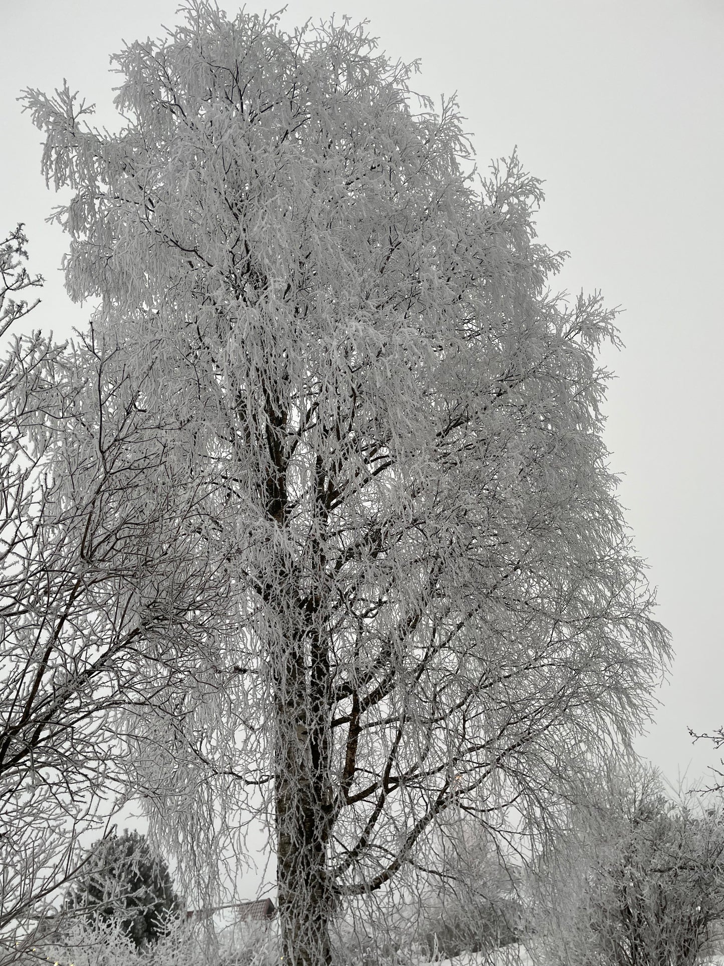 en bjørk i vinterskruf