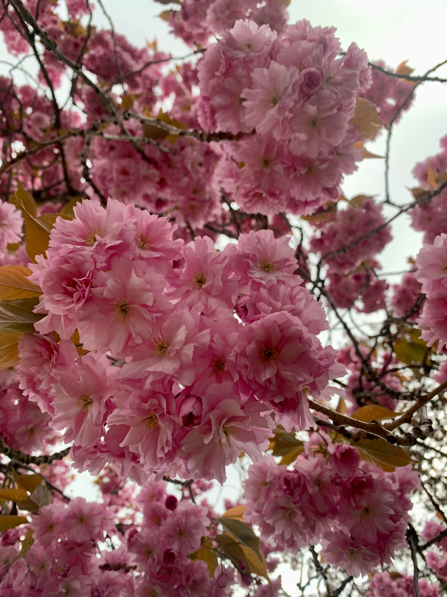 ALWAYS IN MY HEAD - Early Spring - Pattern
