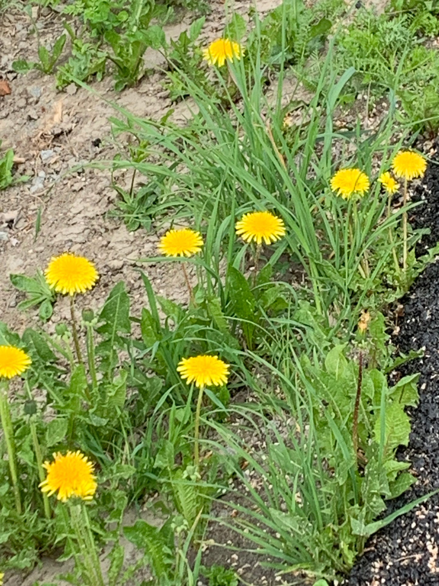 The Dandelion