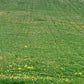 The Dandelion
