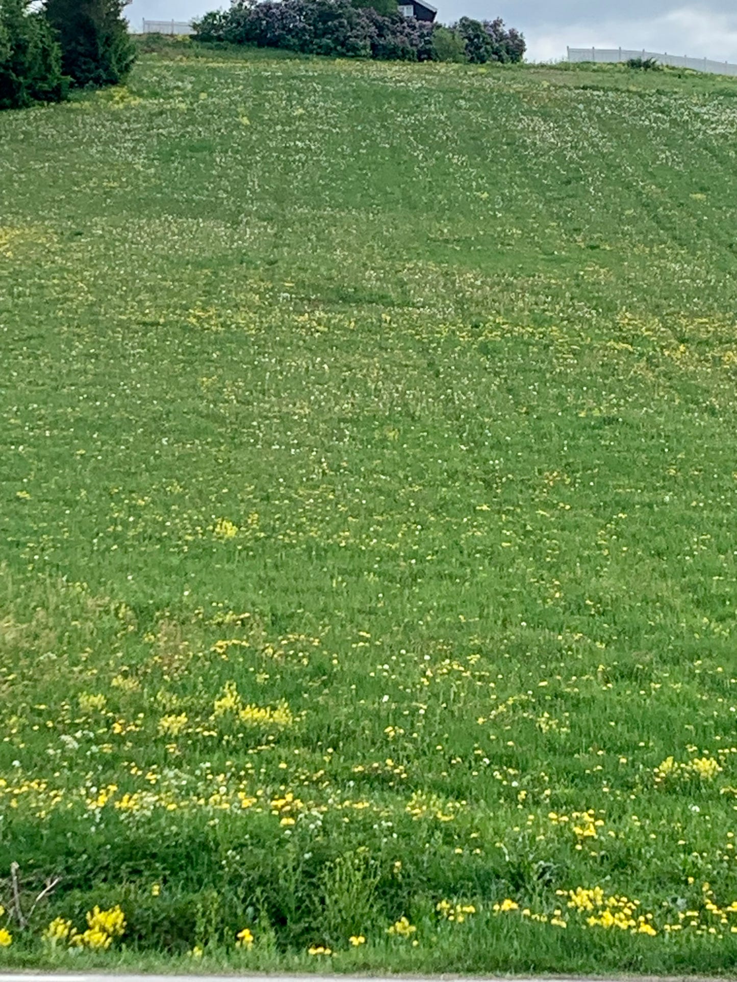 The Dandelion