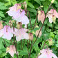 Midsummer Love - NORWEGIAN MAY FLOWERS - Strikkeoppskrift