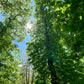 ALWAYS IN MY HEAD - Woods  - strikkeoppskrift