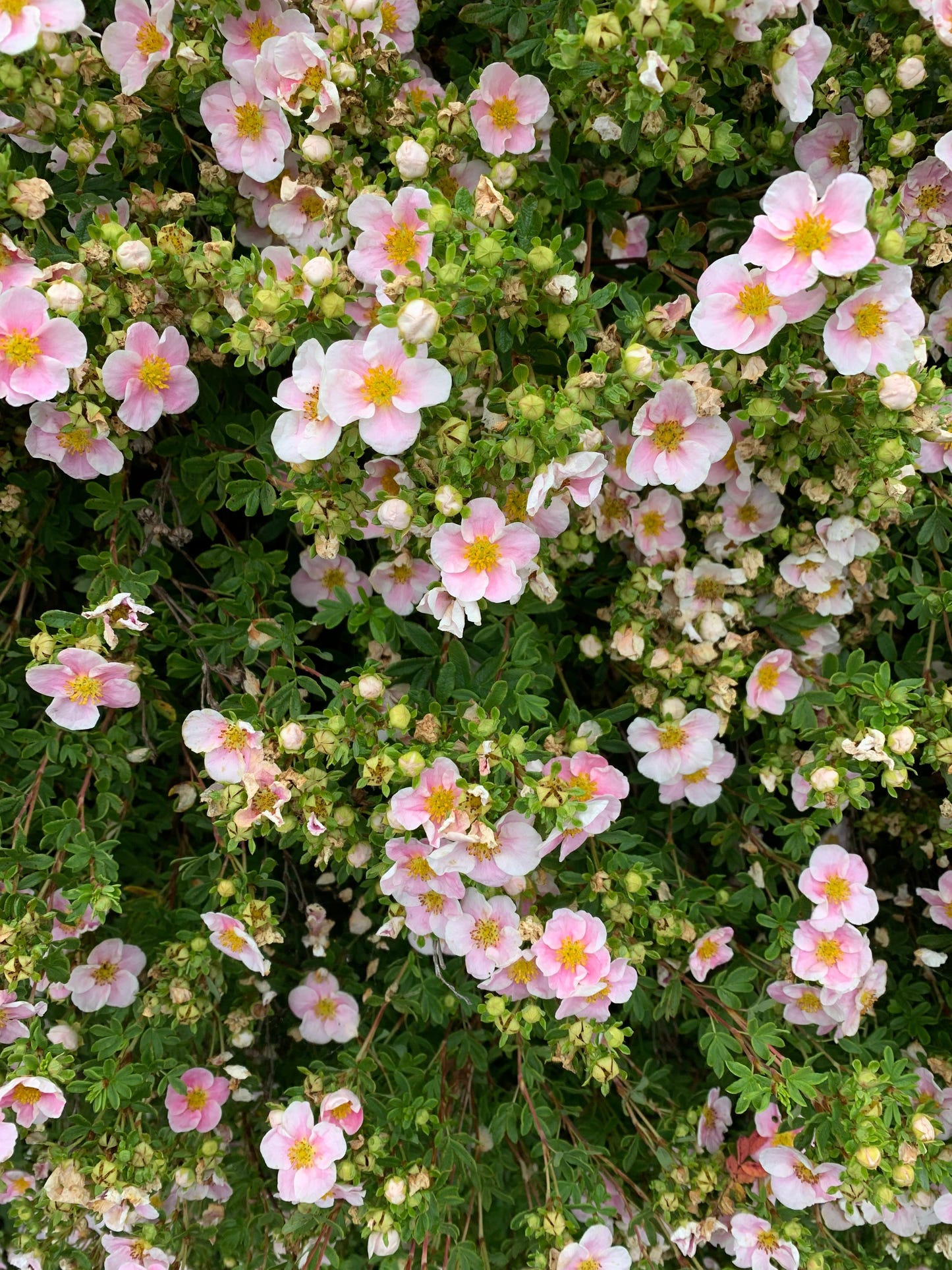 Copy of Carrie Bradshaw's Favorite Scarf - PATTERN