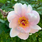 Midsummer Love - NORWEGIAN MAY FLOWERS - Strikkeoppskrift