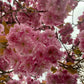 ALWAYS IN MY HEAD - Early Spring - Pattern 