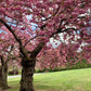 ALWAYS IN MY HEAD - Early Spring - Pattern 