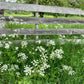 Midsummer Love - NORWEGIAN MAY FLOWERS - Strikkeoppskrift