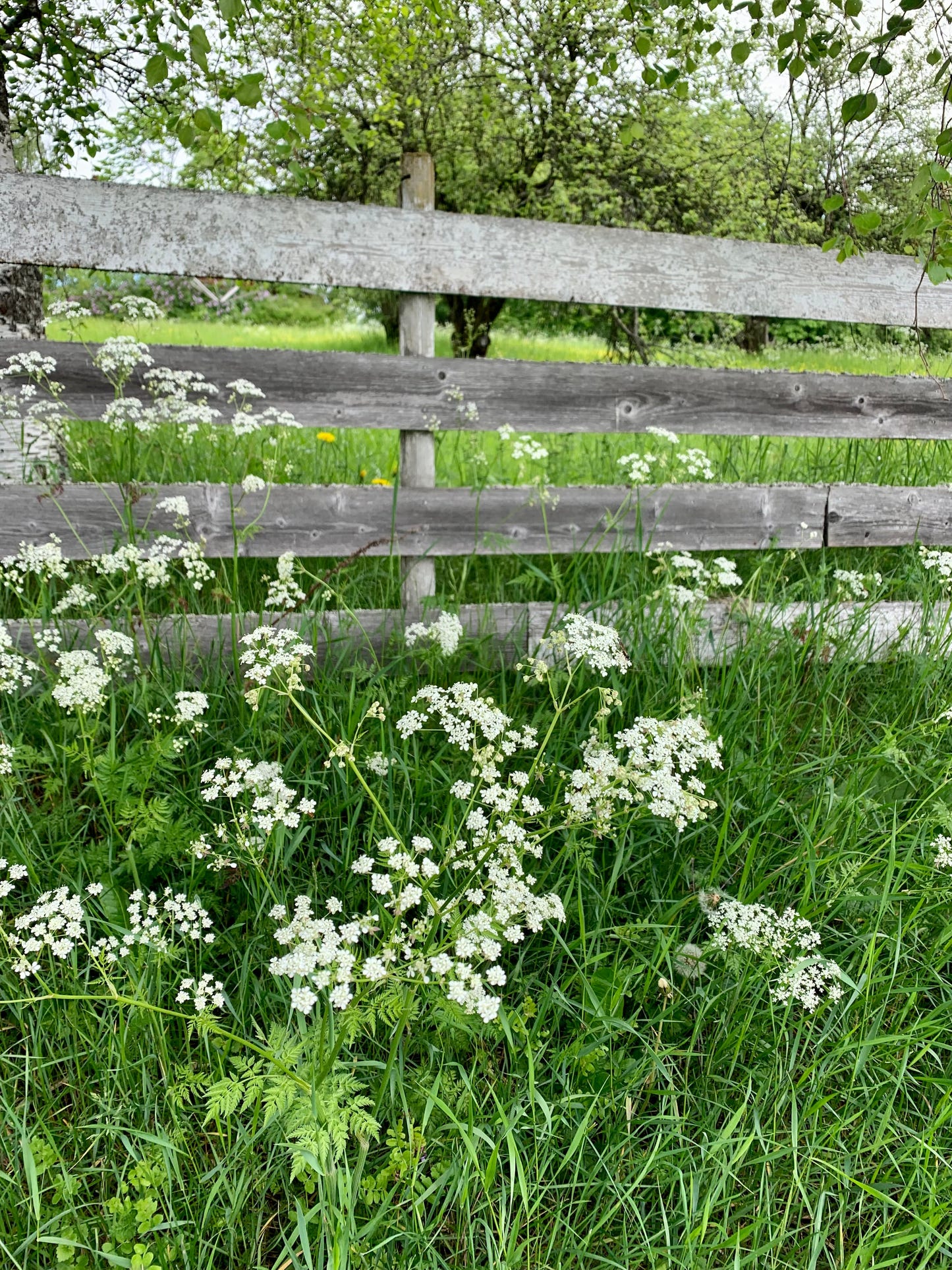 Midsummer Love - NORWEGIAN MAY FLOWERS - Strikkeoppskrift